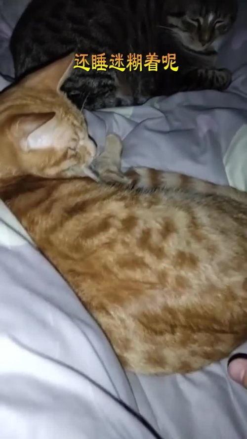 晚上碰碰在线观看,探秘“碰碰在线”的精彩瞬间